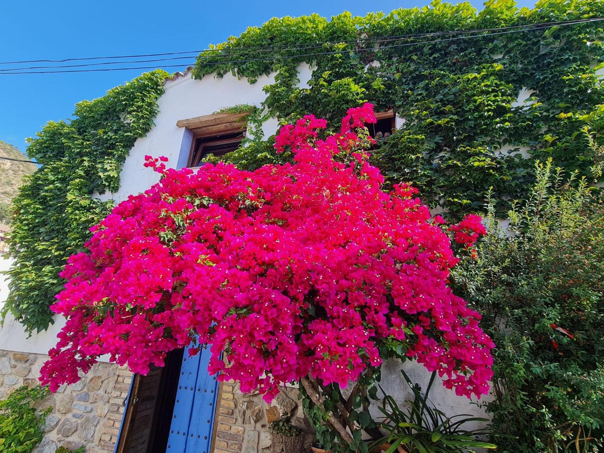 Casa La Yedra By Casaturistica Villa Benarrabá Dış mekan fotoğraf